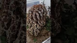 Acromyrmex octospinosus | Pilzwachstum | Kolonie 1 | Antbaron