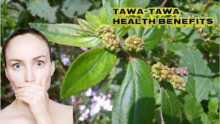 Tawa Tawa leaves or Asthma weed Uses and health Benefits Facts...