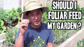 Should I Foliar Feed My Plants? and more Organic Gardening Q&A