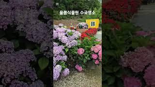 #율봄식물원 #퇴촌여행 #퇴촌가볼만한곳 #수국명소 #주말가볼만한곳 #shorts