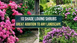 10 Shade Loving Shrubs That Will Add Depth and Texture to Your Landscape