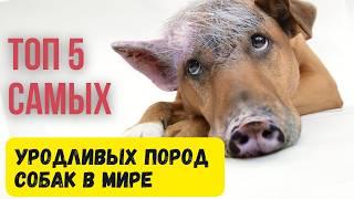 ТОП 5 УРОДЛИВЫХ ПОРОД СОБАК В МИРЕ