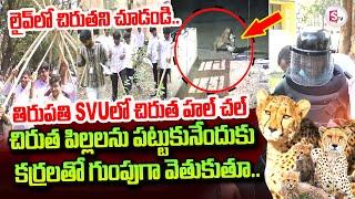 Chirutha Halchal At Tirupati SVU | లైవ్ లో చిరుతని చూడండి.. | @sumantvtirupathi