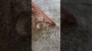 РЫБАЛКА НА ФИТИЛЬ  ЩУКИ НАЛИМЫ #рыбалка #fishing #щука #налим #окунь #чебак