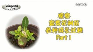 观察 ~ 富贵花 | 沙漠玫瑰 树苗各种成长过程 Part 1