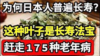 为何日本人普遍长寿？今天专家公布答案：这种叶子是长寿法宝，补肝明目、润肺止咳，每天泡水喝一杯，血压血糖都稳了，175种老年病也好了【问诊健康】