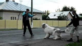 ciobanesc mioritic comuna Padina jud Buzau ursu 11 luni