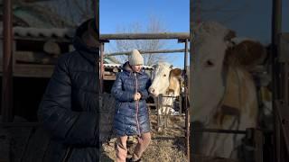 А вы предпочитаете домашнее молоко или магазинное #деревенскаяжизнь #деревня #farming #деревня