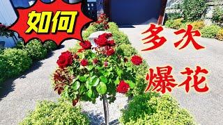 玫瑰 太高， 太多病害怎么办？夏季催花回缩，夏季玫瑰修剪，玫瑰的复壮