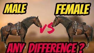RDR 2 Male VS Female Horse ! Is There Any Difference ?