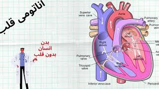 ( توضیح آناتومی قلب انسان ، ساختار هر قسمت قلب)  Anatomy of the heart