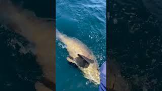  MASSIVE FLORIDA GOLIATH GROUPER  Harrison’s Chew Charters Jensen Beach, FL #shorts