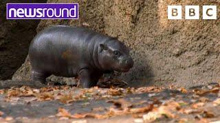 The cutest baby Hippo | Happy News | Newsround