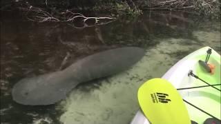 Baby Manatee at Weeki Wachee Springs, Florida