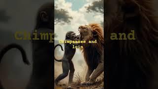 chimpanzee vs loin who will win the figut #lion #lionking #lionhead #greatape #tinylions