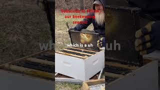 Inspecting dead bee colonies in April in VT #beekeeping #bee #honeybee