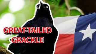 Animals of Texas | The Great-Tailed Grackle