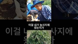 작약농사의 달인을 만나다