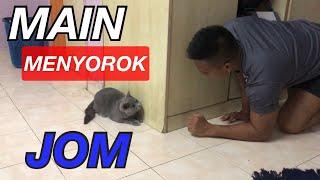 KUCING SUKA MAIN MENYOROK | REX #BRITISHSHOTHAIR