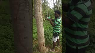 Artificial fungus treatment for my Agarwood trees #Agarwoodsneyveliplantations #Agarwoodtamilnadu