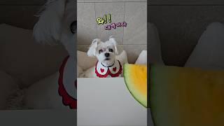 망고수박 개 맛있어!  #하루또이틀 #강아지 #망고수박 #cute #dogshorts