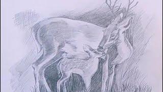 Deer pencil sketch drawing #Shorts #Vish Arts