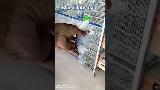 blue dilute lovebird | lutino opaline lovebird breeding | how tu produce creamino opaline lovebird |