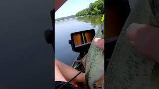 Largemouth Bass Caught Using A Senko!! #shorts