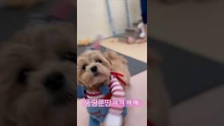 #반려견 #funny 처키 강아지옷 귀여워 죽어 ㅠㅠ #dog 말티푸