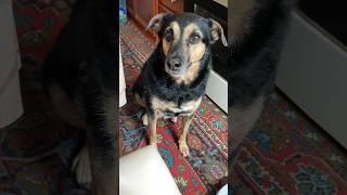 ️Только не потеряйте сознание  #собака #моясобака #собаки
