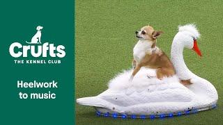 Stunning Chihuahua Swan Lake Routine at Crufts 2022