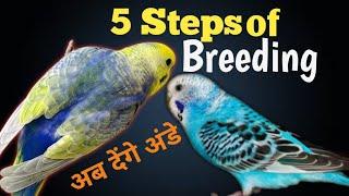 How to breed budgies parrots in Hindi