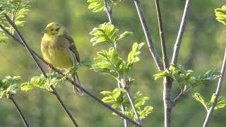 A Yellowhammer Calling.