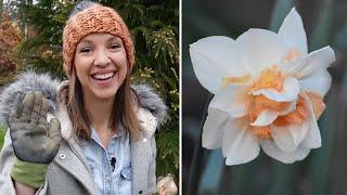 Daffodil Planting Guide // Northlawn Flower Farm