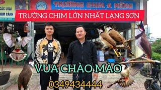 Trường chim A nửng lớn nhất lạng Sơn nơi cung cấp chào mào rẻ nhất thị trường