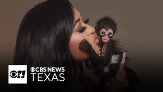 Police confiscate North Texas woman's pet monkey