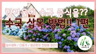 한겨울 수국 삽목방법 수국 증식 방법!! (1편) 겨울에도 가능한 수국 삽목 비법 모두공개!!