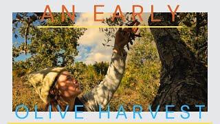 An Early Olive Harvest | Time to Make Olive Oil On Our Portuguese Homestead