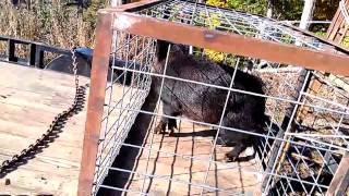 "That's how you wrangle a wild pig" with Cain's Wildlife Removal