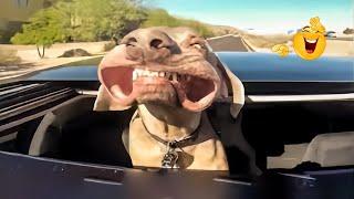 Try Not To Laugh Cats And Dogs Videos   Best Of The 2024 Funny Animal Videos 