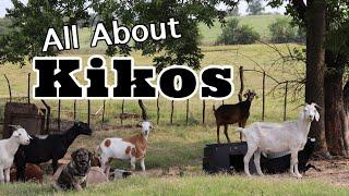 All About Kiko Goats | Goats for Your Farm | Goat Video