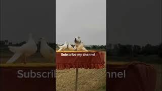 It's good pigeon birds this pigeons fly ️ 8 colok Subscribe my YouTube channel 