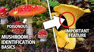 Beginner's Guide to Wild Mushroom Identification