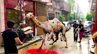 Dangerous Camel Qurbani 2021 | Best Qurbani | Eid ul Adha 2021 #shorts