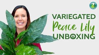 Variegated Peace Lily Unboxing | Houseplant Resource Center