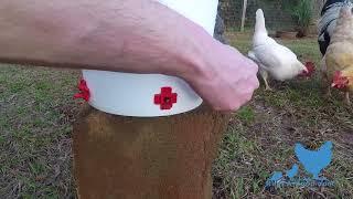 How to Train your Chickens to use their new RentACoop nipples