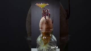 Sweet Potato Growing Time Lapse - 35 Days in 56 Seconds