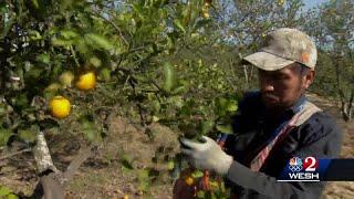 The guest worker program in Central Florida