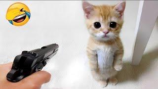 funny cat videos try not to laugh cute cats