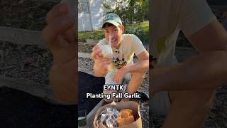 Everything You Need To Know About Planting Fall Garlic #shorts #gardening